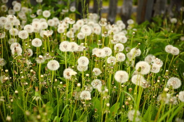 White fluffy dandelions on a meadow 