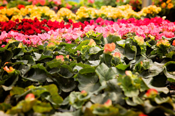 Fototapeta premium Flowering Plants