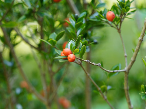 Alyxia ruscifolia - Christmas bush with bright orange fruits and small prickly leaves 