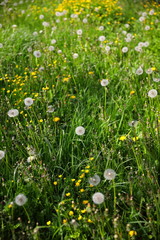 White fluffy dandelions and buttercups on a meadow