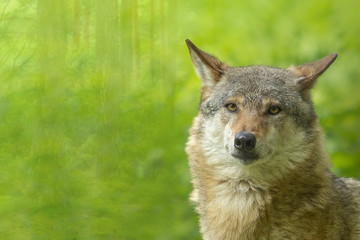 europäischer wolf freigestellt wald grün
