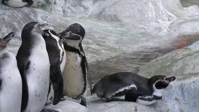 Penguin mating games at the zoo. Male caring for a female