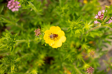 yellow cinquefoil flower blooming with insect searching for pollen