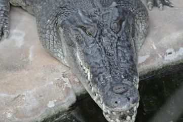 Krokodil
