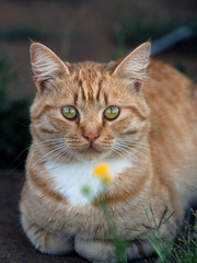 Naklejka na ściany i meble Portrait of a cute red tabby cat in a grass