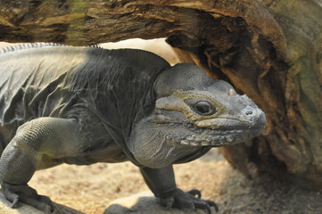 Nashornleguan