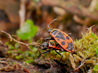 Insecte Gendarme dans la nature en France