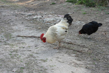 Kogut i kura szukają pożywienia na wiejskim podwórzu