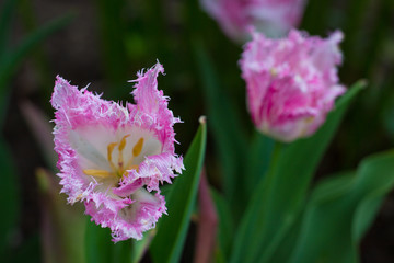 Obraz premium beautiful pink tulip bud with fringe covered petals