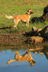 Obraz na płótnie Canvas Belgium Shepherd Malinois in the nature, at a dam during a walk