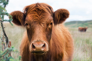 young highland cow