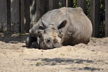 Nashorn
