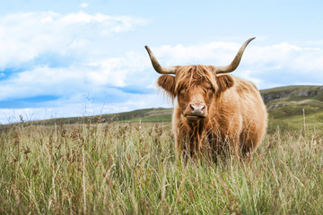 cow of highland in Scotland - obrazy, fototapety, plakaty