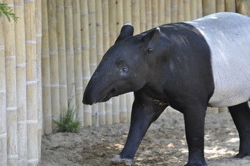 Naklejka premium Tapir