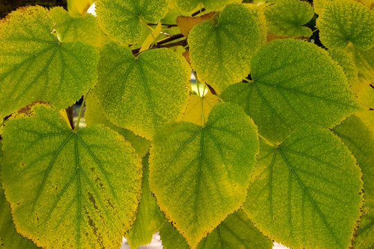 Hojas de &aacute;rbol de tilo amarillas en oto&ntilde;o