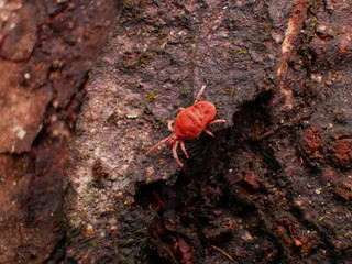 Strange Tiny Red Spider In France