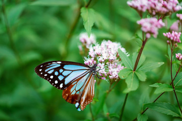 Fototapeta na wymiar Blue butterfly perched on a budding pink flower