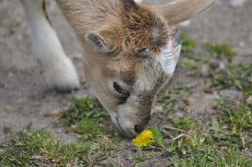 Junge Ziege