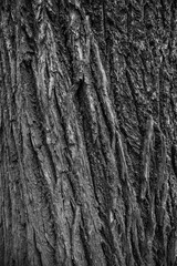 Obraz premium Monochrome texture of rough tree bark