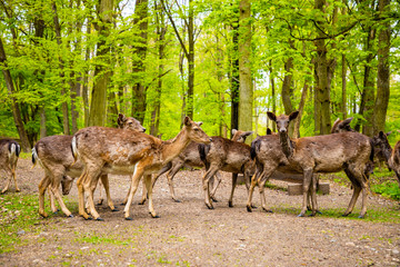 Deers on territory of medieval castle Blatna in spring time, Czech Republic