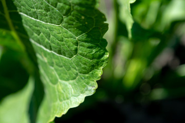 Horseradish leaf macro photography in sunny weather