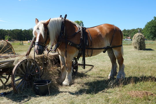 Pferd mit Geschirr