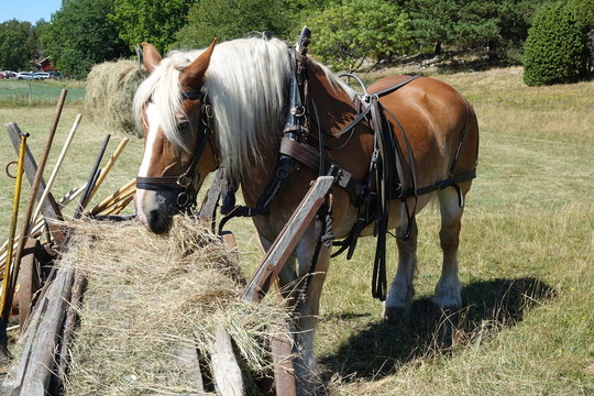 Pferd mit Geschirr