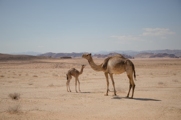 Fototapeta na wymiar Jordan camel family