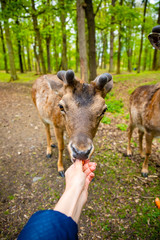 Fototapeta premium The hands of a young girl feed by an carrota deer in the beautiful park of the Blatna castle, Czech Republic