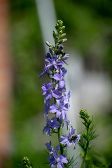 Obraz premium Flower with violet petals vertical view close-up