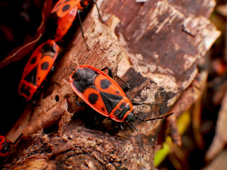 Insecte Gendarme dans la nature en France
