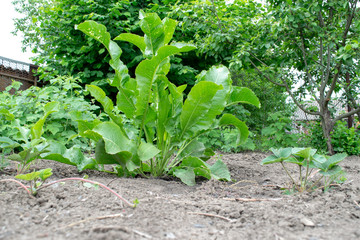 Horseradish plant on a spring day against a background of oak and apple trees