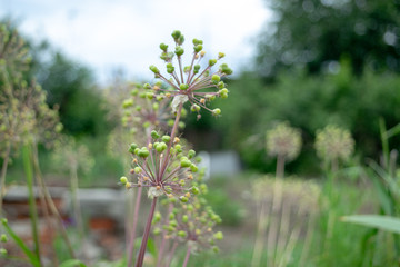 Unusual plant in the spring unblown with balls