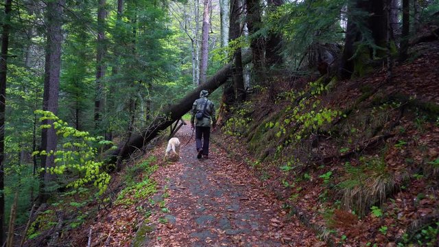 Man walking with his dog on a forest path. Dog on a leash walking with owner in the woods. Dog of breed Labrador Retriever walking through forest. Steadicam gimbal shot. Brown blonde dog puppy runs 