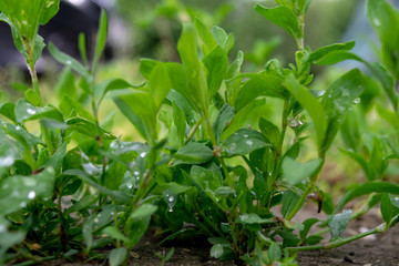 Obraz premium Green plant close up after rain with dew in spring