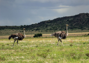 Two ostrich females in African nature
