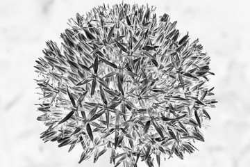 Allium Negativ Struktur schwarz weiß Sterne Blüte Kugel rund