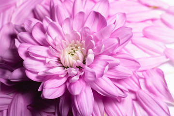 Pinke Chrysantheme mit Blütenblättern Flatlay Top View