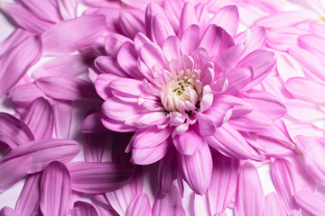 Pinke Chrysantheme mit Blütenblättern Flatlay Top View