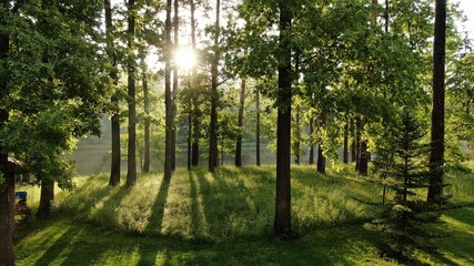 Fototapeta premium default