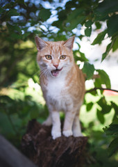 Naklejka na ściany i meble tabby red ginger cat sitting on tree stump with open mouth