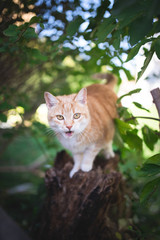 Naklejka na ściany i meble tabby red ginger cat sitting on tree stump meowing