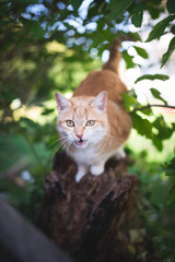 Naklejka na ściany i meble tabby red ginger cat sitting on tree stump meowing