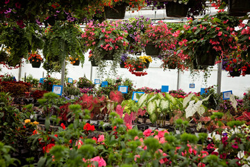 Garden Center Greenhouse