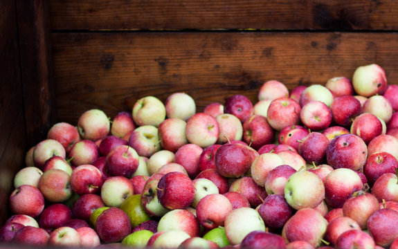 Crate filled with Fuji apples in greenmarket
