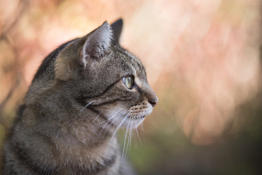 tabby domestic shorthair cat profile side view outdoors