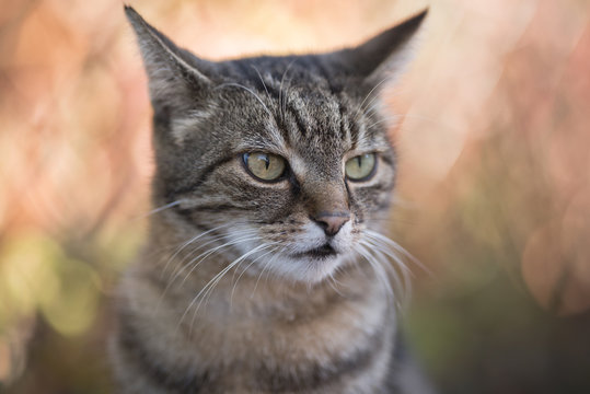 close up portrait of a tabby domestic shorthair cat outdoors