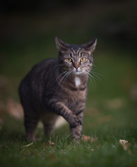 Naklejka na ściany i meble tabby domestic shorthair cat standing in the garden lifting a paw looking at camera