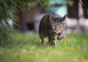 Naklejka na ściany i meble tabby domestic shorthair cat walking over the lawn with ears folded back