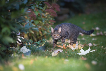 tabby domestic shorthair cat walking through the garden between some autumn leaves